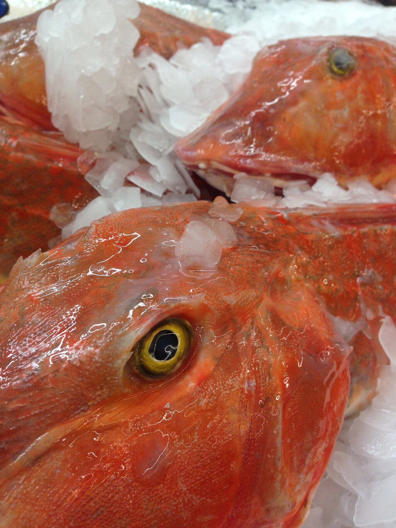 Pesce fresco sul ghiaccio selezionato dalla Trattoria Ai Due Orsi